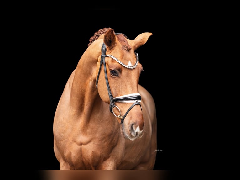 Cheval de sport allemand Hongre 6 Ans 170 cm Alezan in Lehrberg