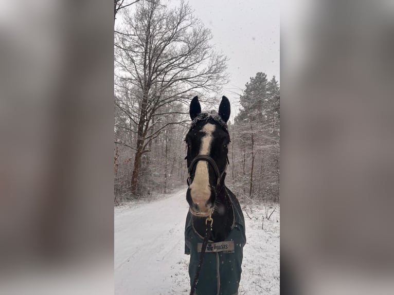 Cheval de sport allemand Hongre 6 Ans 170 cm Bai brun foncé in Krauschwitz