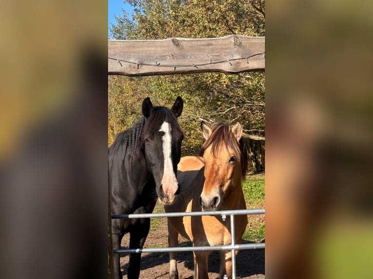 Cheval de sport allemand Hongre 6 Ans 170 cm Bai brun foncé in Krauschwitz