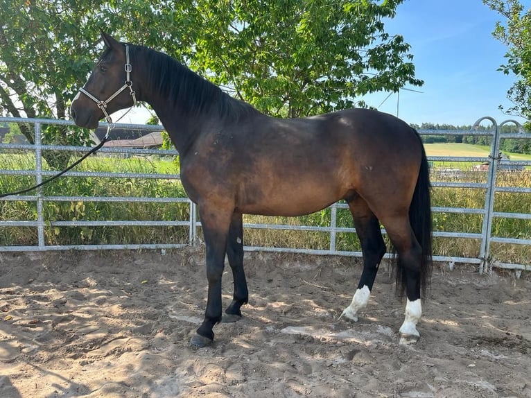 Cheval de sport allemand Hongre 6 Ans 170 cm Bai brun in Schopfloch