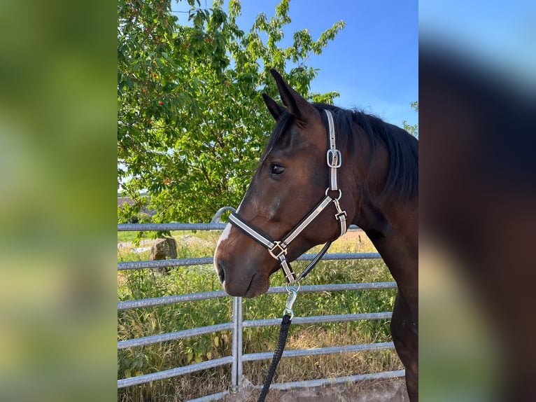 Cheval de sport allemand Hongre 6 Ans 170 cm Bai brun in Schopfloch