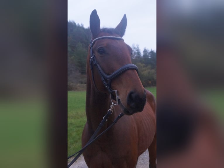 Cheval de sport allemand Hongre 6 Ans 170 cm Bai in Schweinfurt