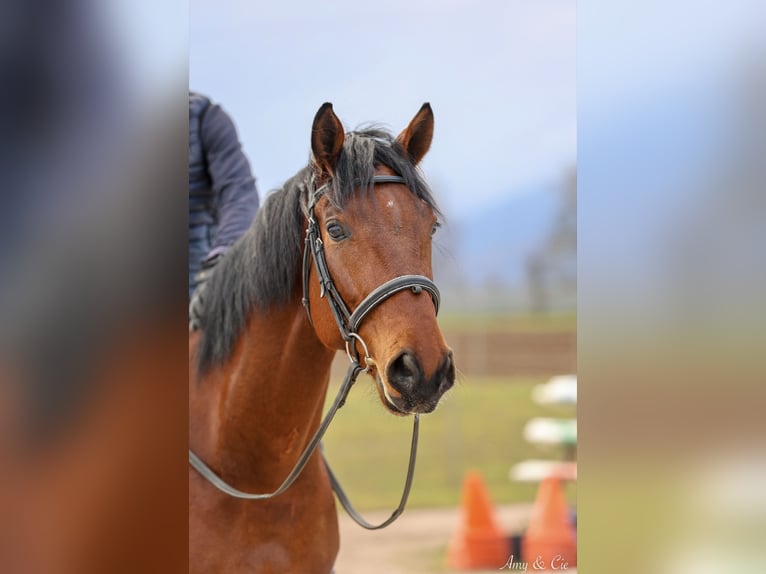 Cheval de sport allemand Hongre 6 Ans 170 cm Bai in Stotzheim