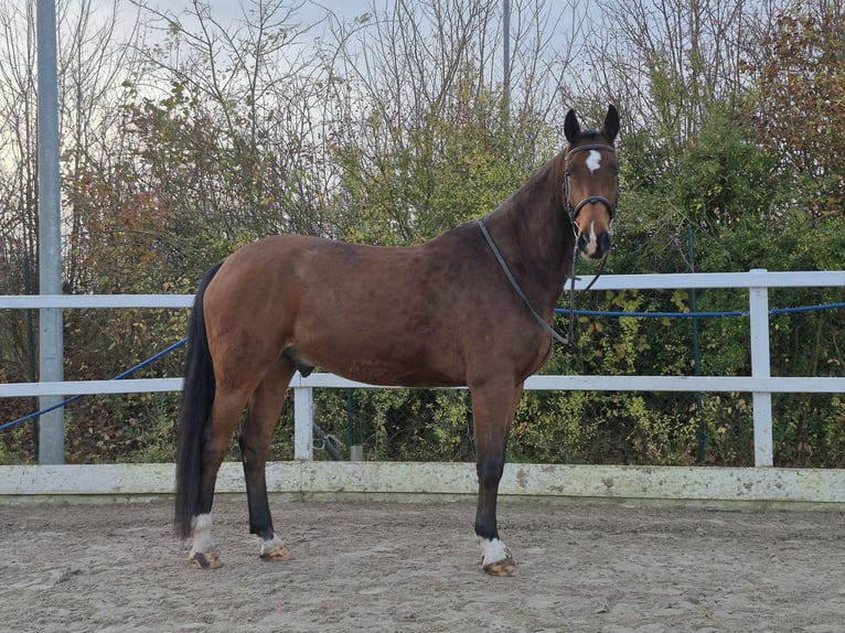 Cheval de sport allemand Hongre 6 Ans 170 cm Bai in Gro&#xDF;kugel