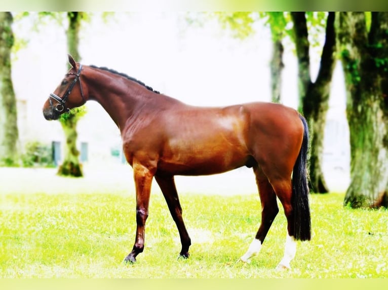 Cheval de sport allemand Hongre 6 Ans 170 cm Bai in Ludwigslust