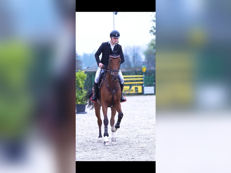 Cheval de sport allemand Hongre 6 Ans 170 cm Bai in Biblis