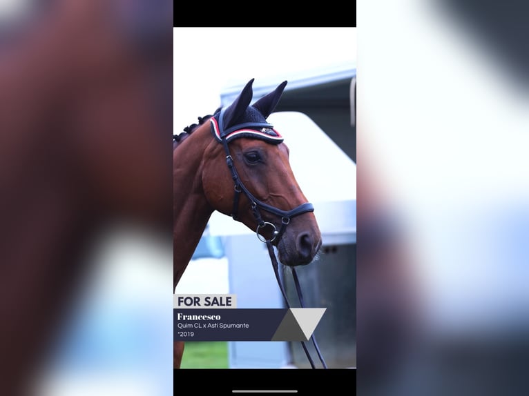 Cheval de sport allemand Hongre 6 Ans 170 cm Bai in Biblis