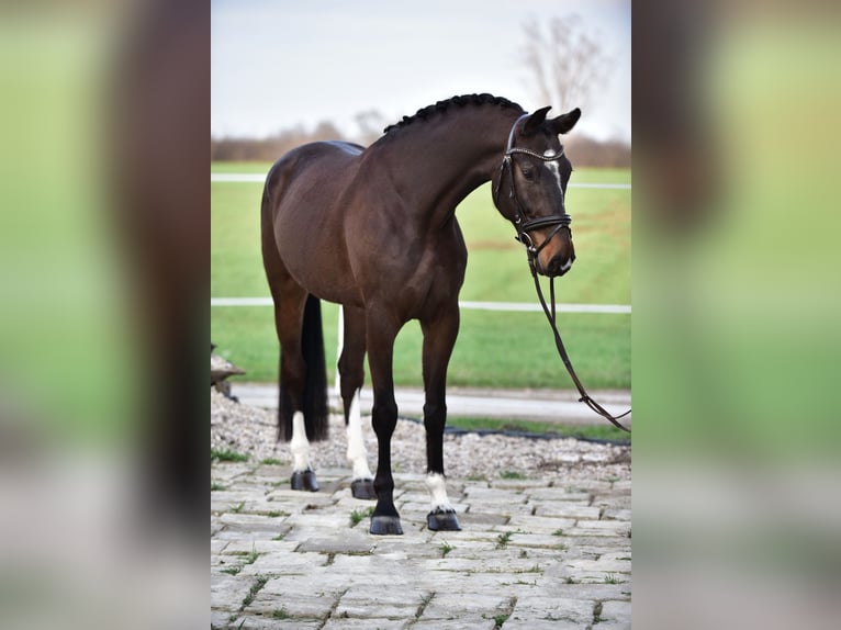 Cheval de sport allemand Hongre 6 Ans 170 cm Bai in Békésszentandrás