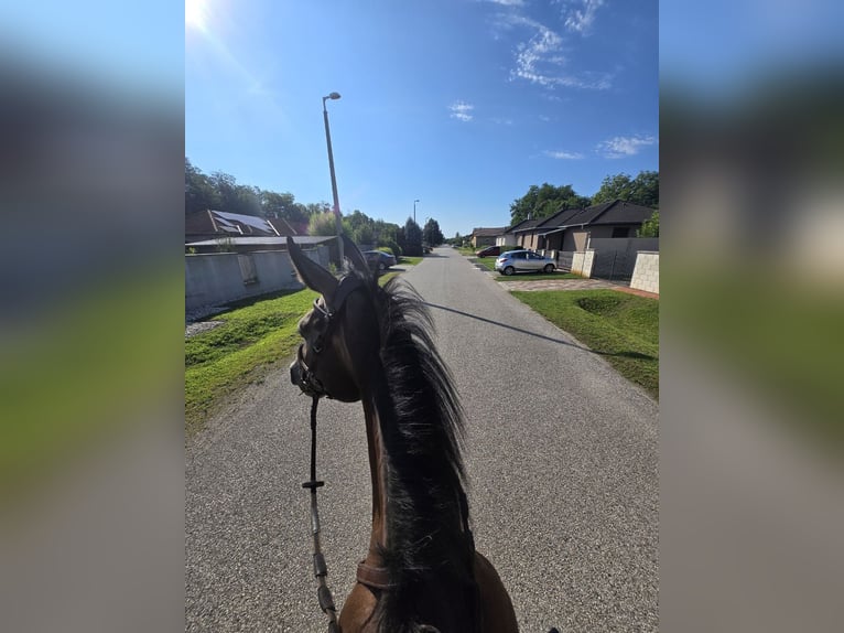 Cheval de sport allemand Hongre 6 Ans 170 cm Gris in Győr