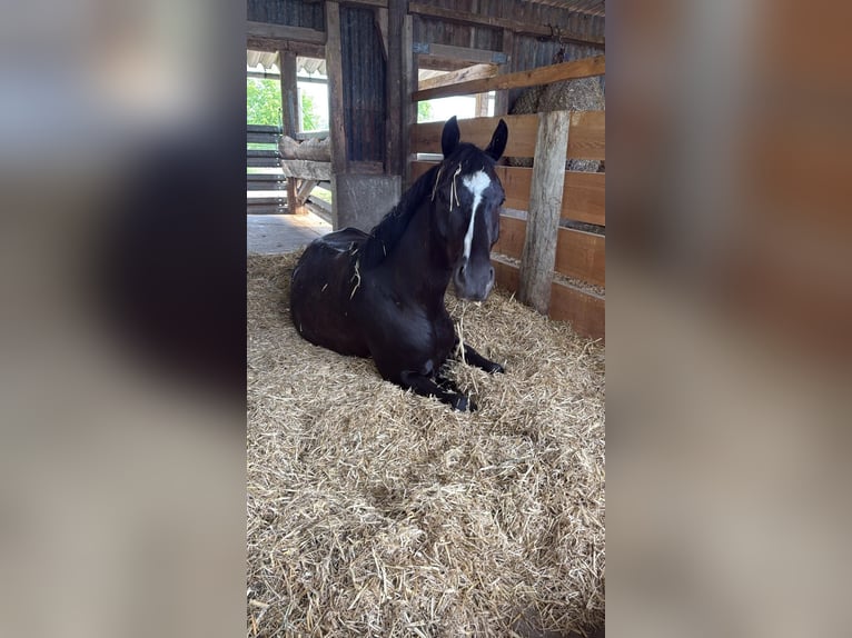 Cheval de sport allemand Hongre 6 Ans 170 cm Noir in Sinzheim