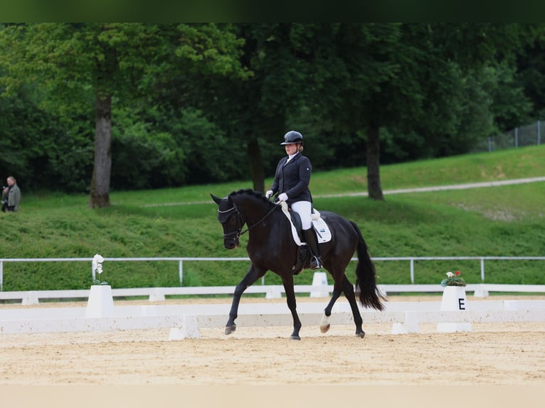 Cheval de sport allemand Hongre 6 Ans 170 cm Noir in Rottach-Egern