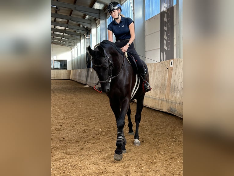 Cheval de sport allemand Hongre 6 Ans 170 cm Noir in Regensburg