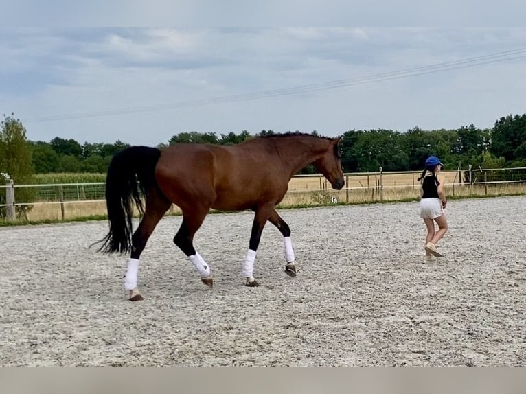 Cheval de sport allemand Hongre 6 Ans 171 cm Bai in Zellwiller