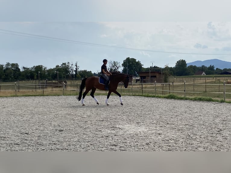 Cheval de sport allemand Hongre 6 Ans 171 cm Bai in Zellwiller