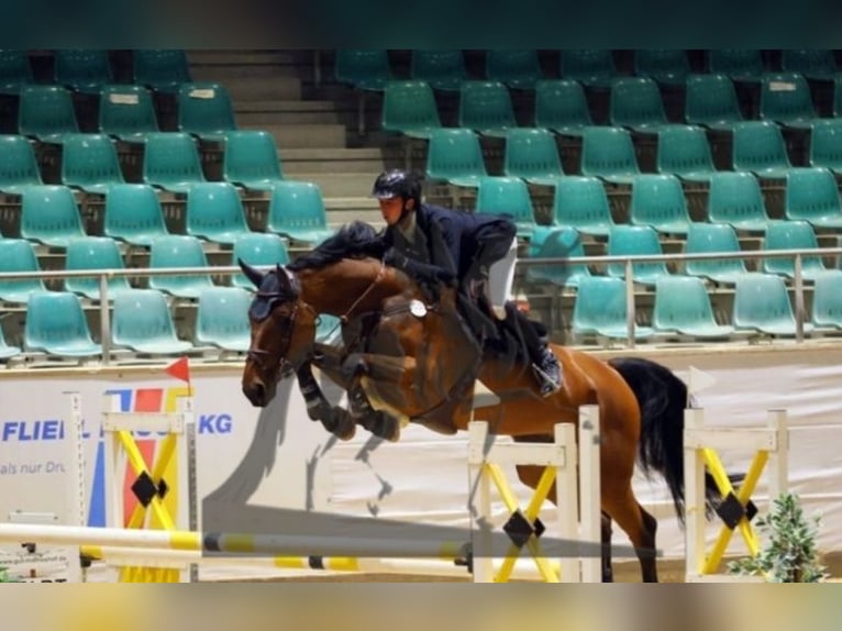 Cheval de sport allemand Hongre 6 Ans 171 cm Bai in Oberstadion