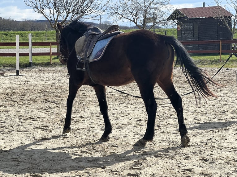 Cheval de sport allemand Hongre 6 Ans 171 cm Gris in Gyulakeszi