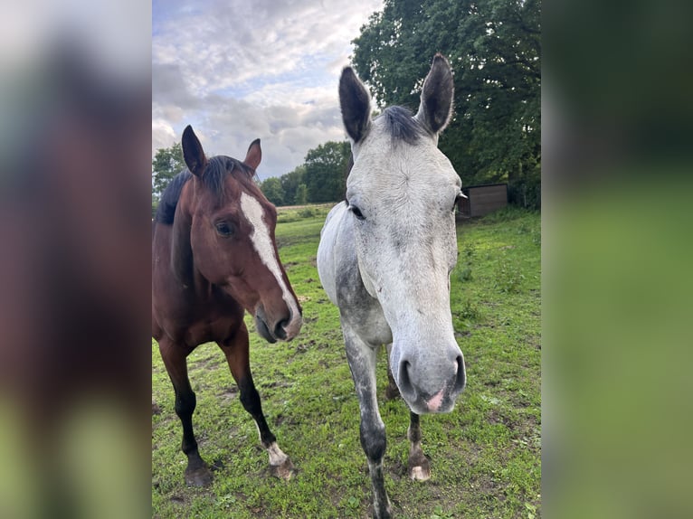 Cheval de sport allemand Hongre 6 Ans 171 cm Gris in Nienwohld