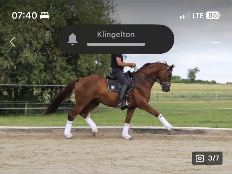 Cheval de sport allemand Hongre 6 Ans 172 cm Alezan brûlé in Oberkr&#xE4;mer