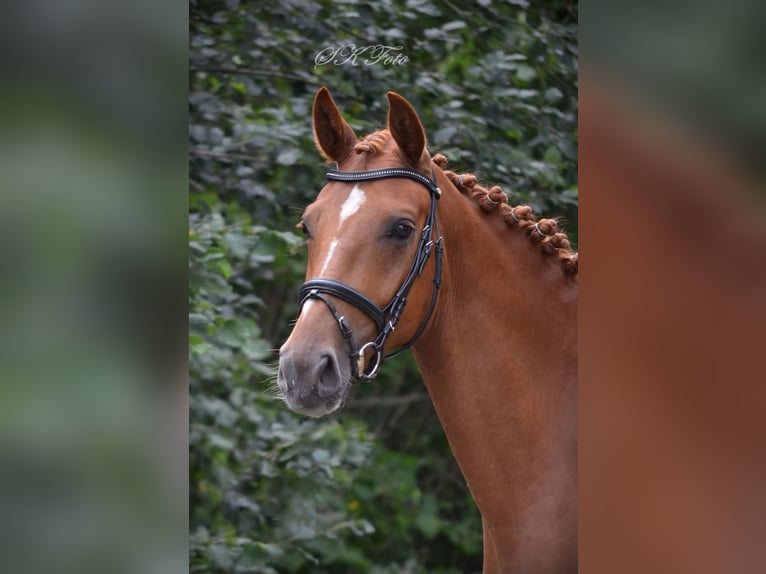 Cheval de sport allemand Hongre 6 Ans 172 cm Alezan in Pritzwalk