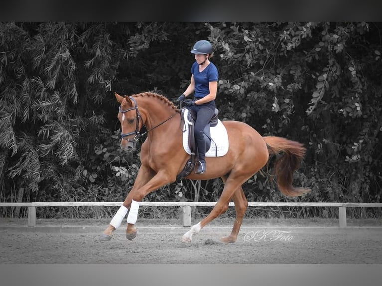 Cheval de sport allemand Hongre 6 Ans 172 cm Alezan in Pritzwalk