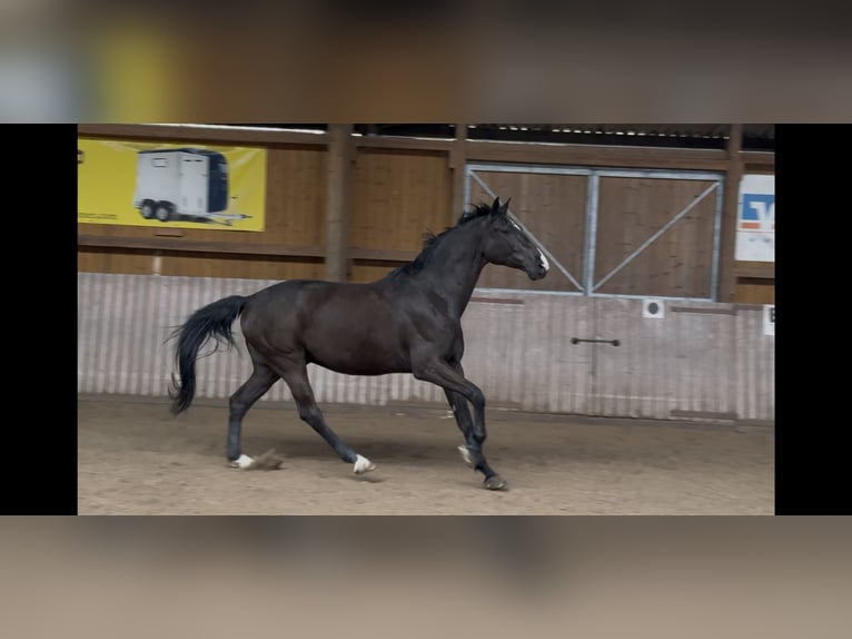 Cheval de sport allemand Hongre 6 Ans 172 cm Bai brun in Schenklengsfeld