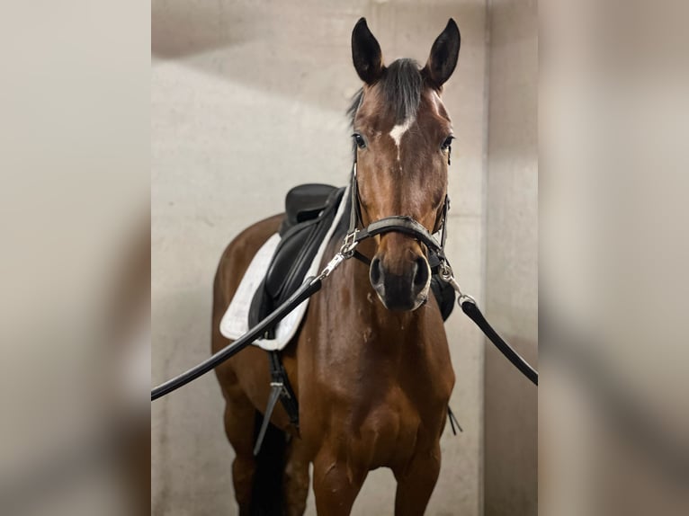 Cheval de sport allemand Hongre 6 Ans 172 cm Bai in Goldau