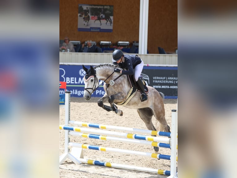 Cheval de sport allemand Hongre 6 Ans 172 cm Gris in Illertissen