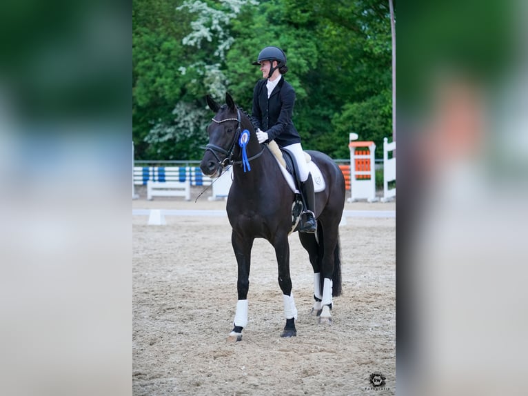 Cheval de sport allemand Hongre 6 Ans 172 cm Noir in Gundelfingen an der Donau