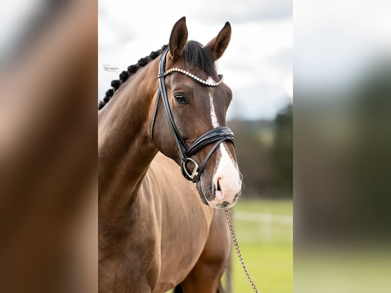 Cheval de sport allemand Hongre 6 Ans 173 cm Bai brun in M&#xFC;nsingen