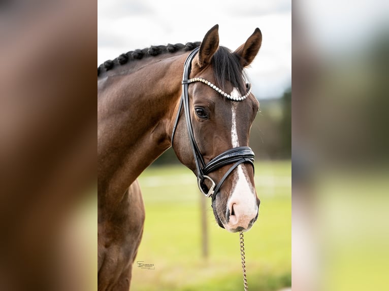 Cheval de sport allemand Hongre 6 Ans 173 cm Bai brun in M&#xFC;nsingen