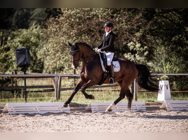 Cheval de sport allemand Hongre 6 Ans 173 cm Bai brun in M&#xFC;nsingen