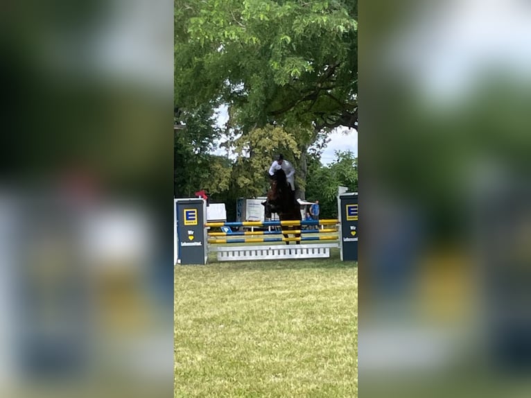 Cheval de sport allemand Hongre 6 Ans 173 cm Bai brun in Salzatal