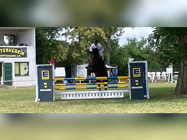 Cheval de sport allemand Hongre 6 Ans 173 cm Bai brun in Salzatal