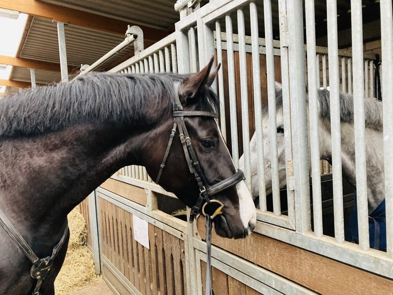 Cheval de sport allemand Hongre 6 Ans 173 cm Bai brun foncé in Gro&#xDF;enaspe