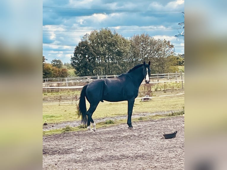 Cheval de sport allemand Hongre 6 Ans 173 cm Bai brun foncé in Gro&#xDF;enaspe