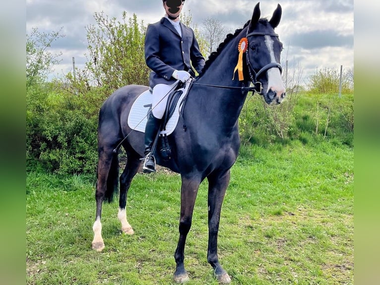 Cheval de sport allemand Hongre 6 Ans 173 cm Bai brun foncé in Gro&#xDF;enaspe