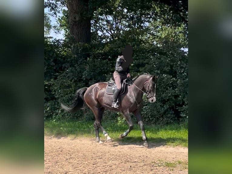 Cheval de sport allemand Hongre 6 Ans 173 cm Bai brun foncé in Gro&#xDF;enaspe