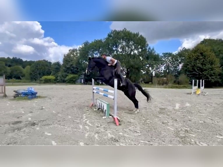 Cheval de sport allemand Hongre 6 Ans 173 cm Bai brun foncé in Gro&#xDF;enaspe