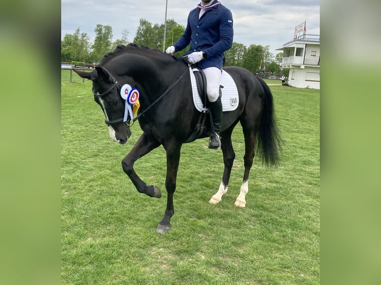 Cheval de sport allemand Hongre 6 Ans 173 cm Bai brun foncé in Gro&#xDF;enaspe