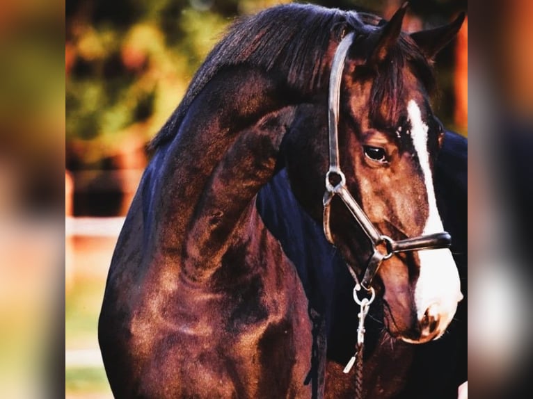 Cheval de sport allemand Hongre 6 Ans 173 cm Bai brun foncé in Gro&#xDF;enaspe