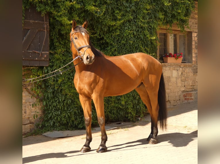 Cheval de sport allemand Hongre 6 Ans 173 cm Bai in Salzatal
