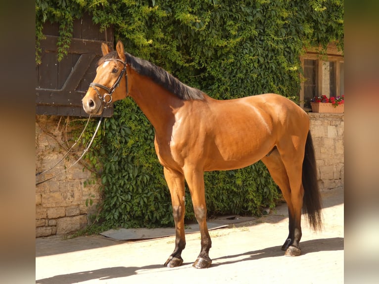 Cheval de sport allemand Hongre 6 Ans 173 cm Bai in Salzatal