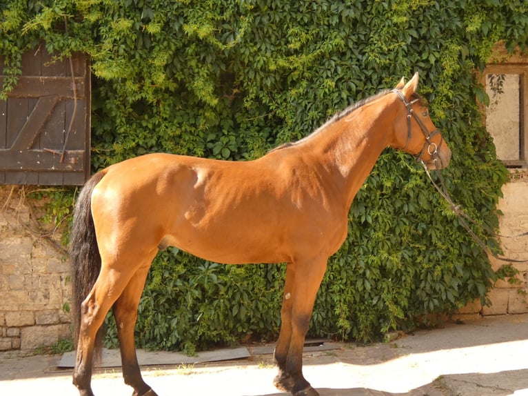 Cheval de sport allemand Hongre 6 Ans 173 cm Bai in Salzatal