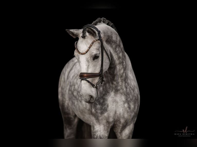 Cheval de sport allemand Hongre 6 Ans 173 cm Gris pommelé in Wehringen