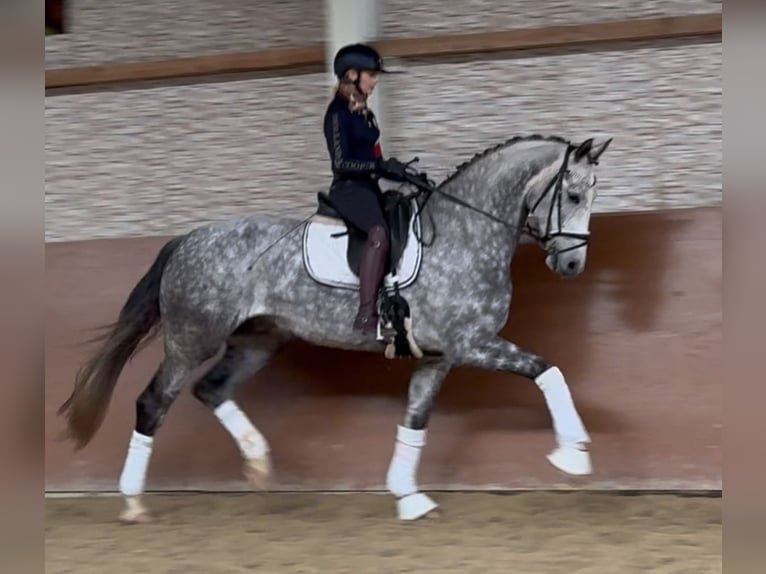 Cheval de sport allemand Hongre 6 Ans 173 cm Gris pommelé in Wehringen