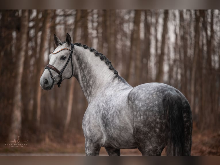 Cheval de sport allemand Hongre 6 Ans 173 cm Gris pommelé in Wehringen