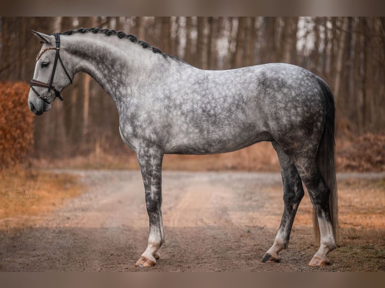 Cheval de sport allemand Hongre 6 Ans 173 cm Gris pommelé in Wehringen