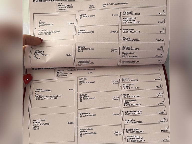 Cheval de sport allemand Hongre 6 Ans 173 cm Noir in Templin