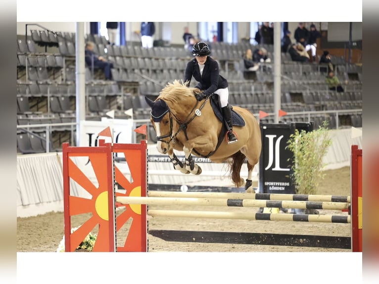 Cheval de sport allemand Hongre 6 Ans 174 cm Alezan in Dörverden