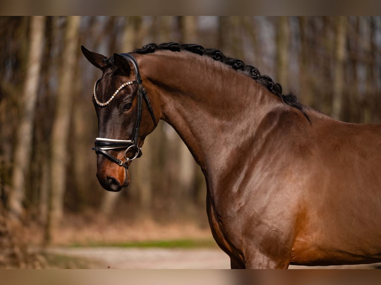 Cheval de sport allemand Hongre 6 Ans 174 cm Bai brun in Wehringen